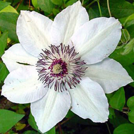 Clematis 'Miss Bateman' wit