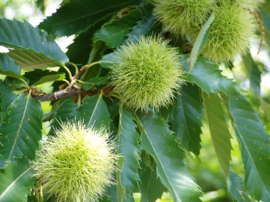 Castanea sativa - Tamme kastanje 175-200 cm