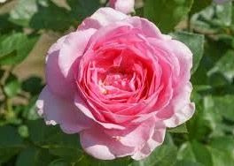 Rosa Ghitta Renaissance roze theeroos