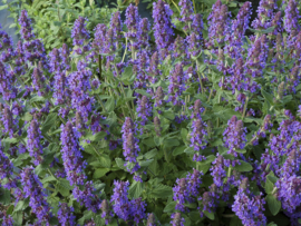 Nepeta 'Senior'