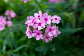 Phlox Paniculata 'Rijnstroom'
