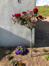 Rosa Ingrid Bergman stamroos stamhoogte 80-90 cm.