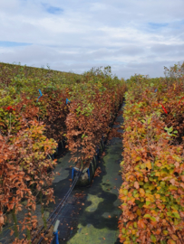 Fagus sylvatica kant en klaar haag 140-160 cm. Groene beukenhaag