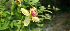 Clematis Orientalis