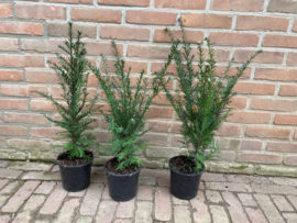 Taxus baccata Venijnboom 40/60 cm in pot geleverd