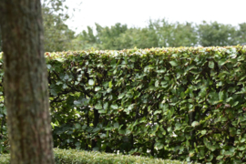 Groene beukenhaag (Fagus sylvatica) 100-125 cm