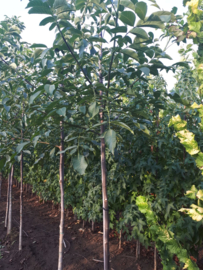 Juglans Regia (Gewone Walnoot )