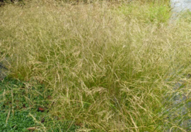 Deschampsia cesp. 'Schottland'