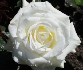 Rosa Memoire witte theeroos