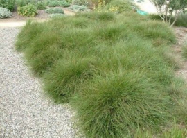 Carex how. 'Phoenix Green' - Zegge