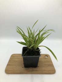 Carex morrowii 'Ice Dance' - Zegge