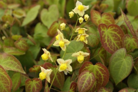 Epimedium versicolor 'Sulphureum'