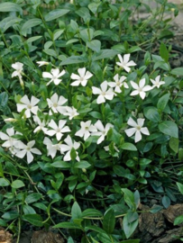 Vinca minor 'Gertrude Jekyll'