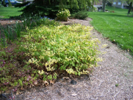 Epimedium versicolor 'Sulphureum'