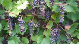 Blauwe druif Vitis 'Leon Millot'