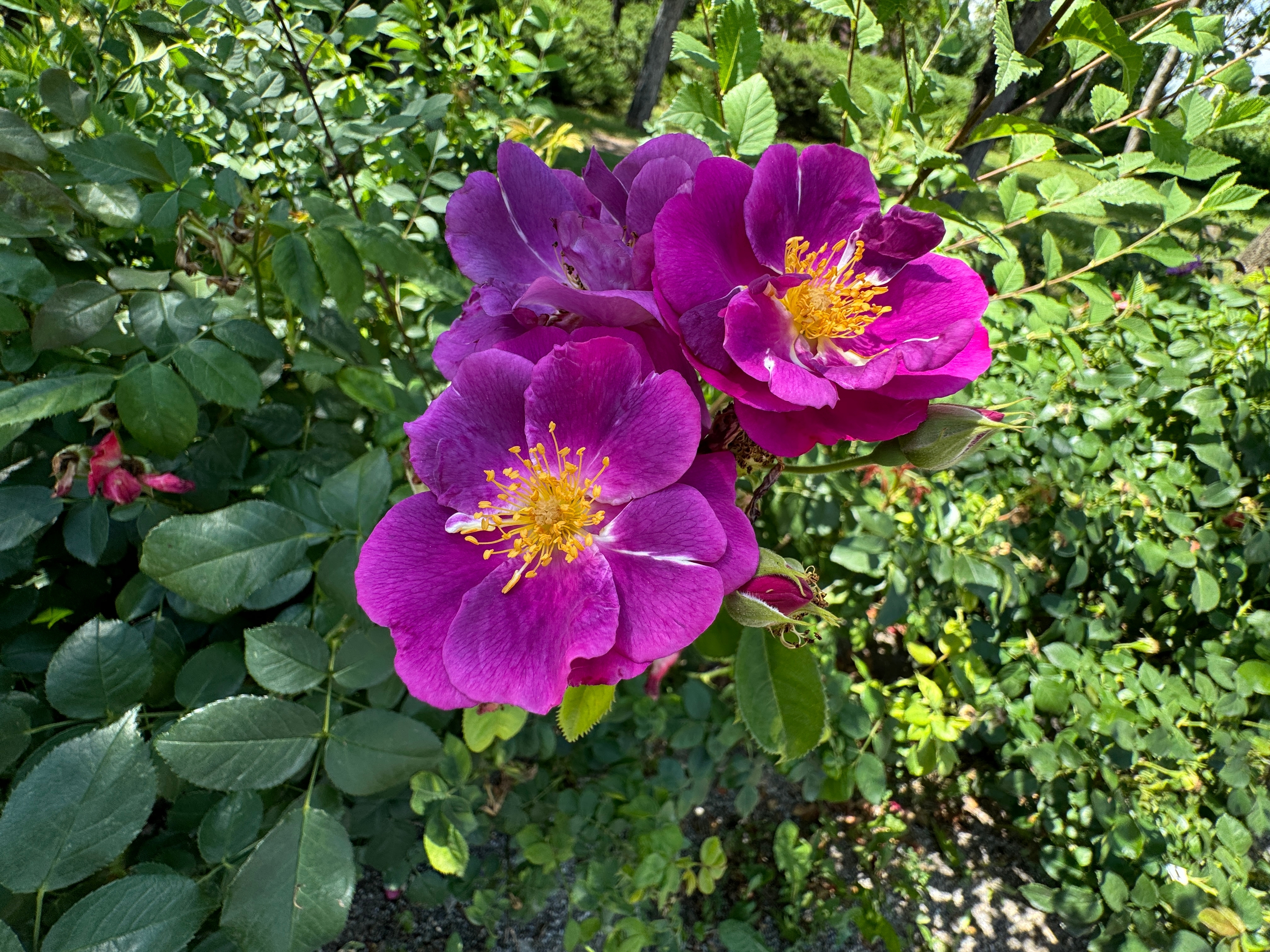 Rosa 'Veilchenblau'