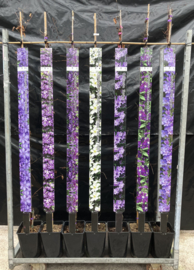 Clematis montana 'Rubens'