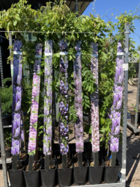 Wisteria Floribunda 'Jissai' blauwe regen