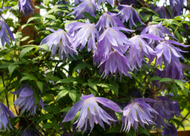 Clematis Macropetala