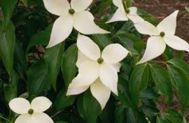 Cornus kousa chinensis - Japanse kornoeltje