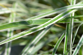 Calamagrostis  a. 'Overdam' - Bont Struisriet