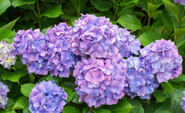 Hydrangea 'Nikko Blue' Paars / Roze hortensia