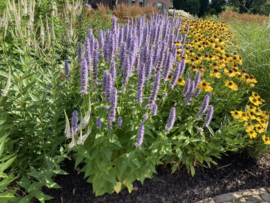 Agastache 'Black Adder' - Anijsnetel