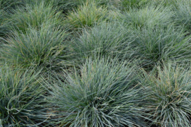 Festuca 'Elijah Blue' - Zwenkgras