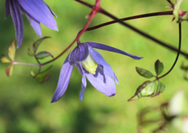 Clematis 'Alpina'