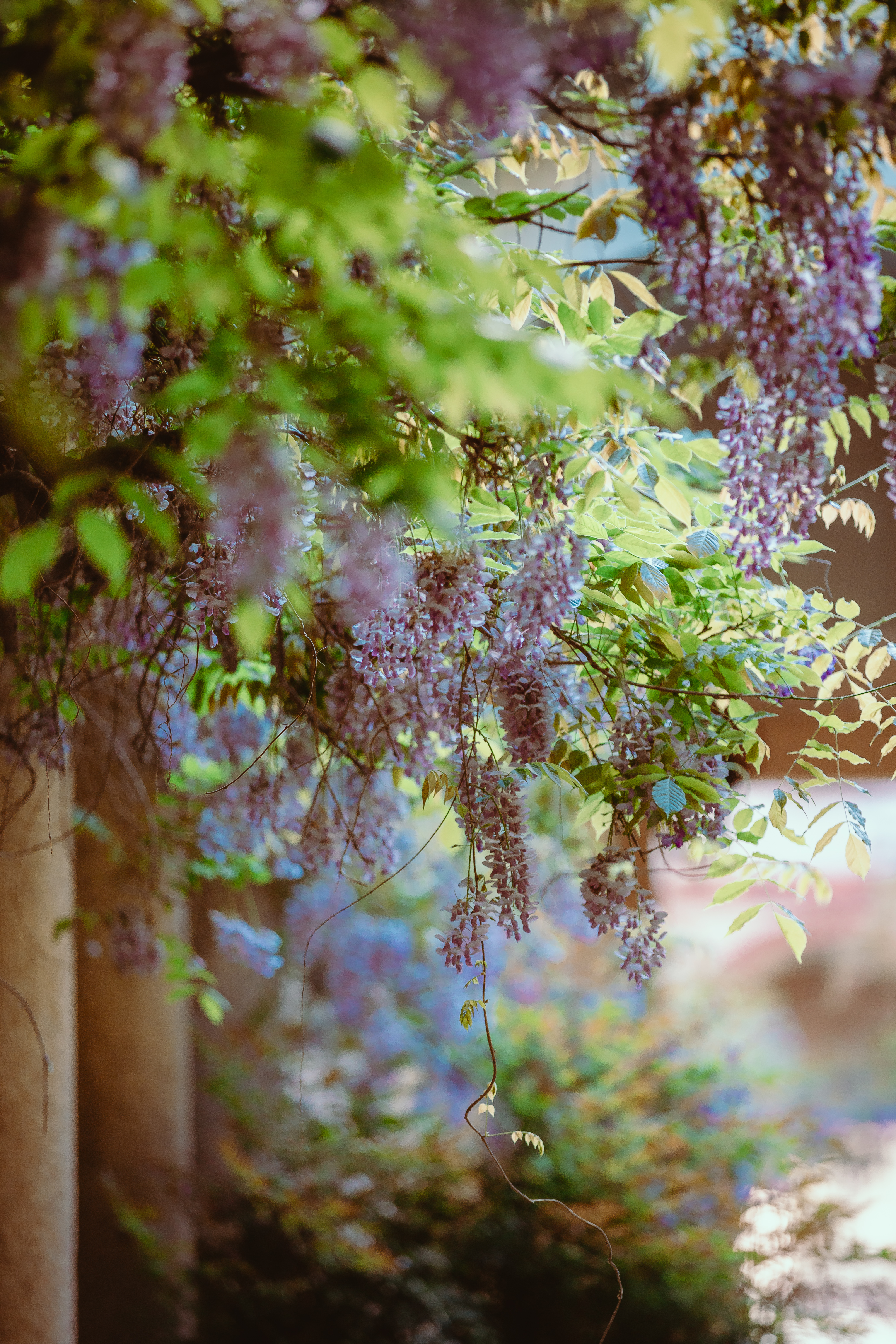 Wisteria sinensis Prolific | blauwe regen