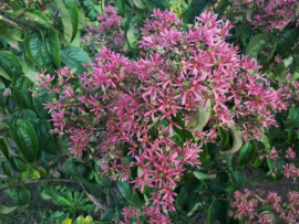 Heptacodium miconioides - Zevenzonenboom struikvorm 150-200 cm.