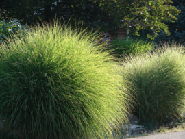 Miscanthus sin. 'Gracillimus' - Prachtriet