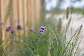 Verbena bonariensis 'Lollipop'  kleine variant