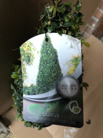 Buxus sempervirens piramide 40 cm.