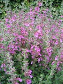 Teucrium - Gamander