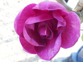 Magnolia Black Tulip