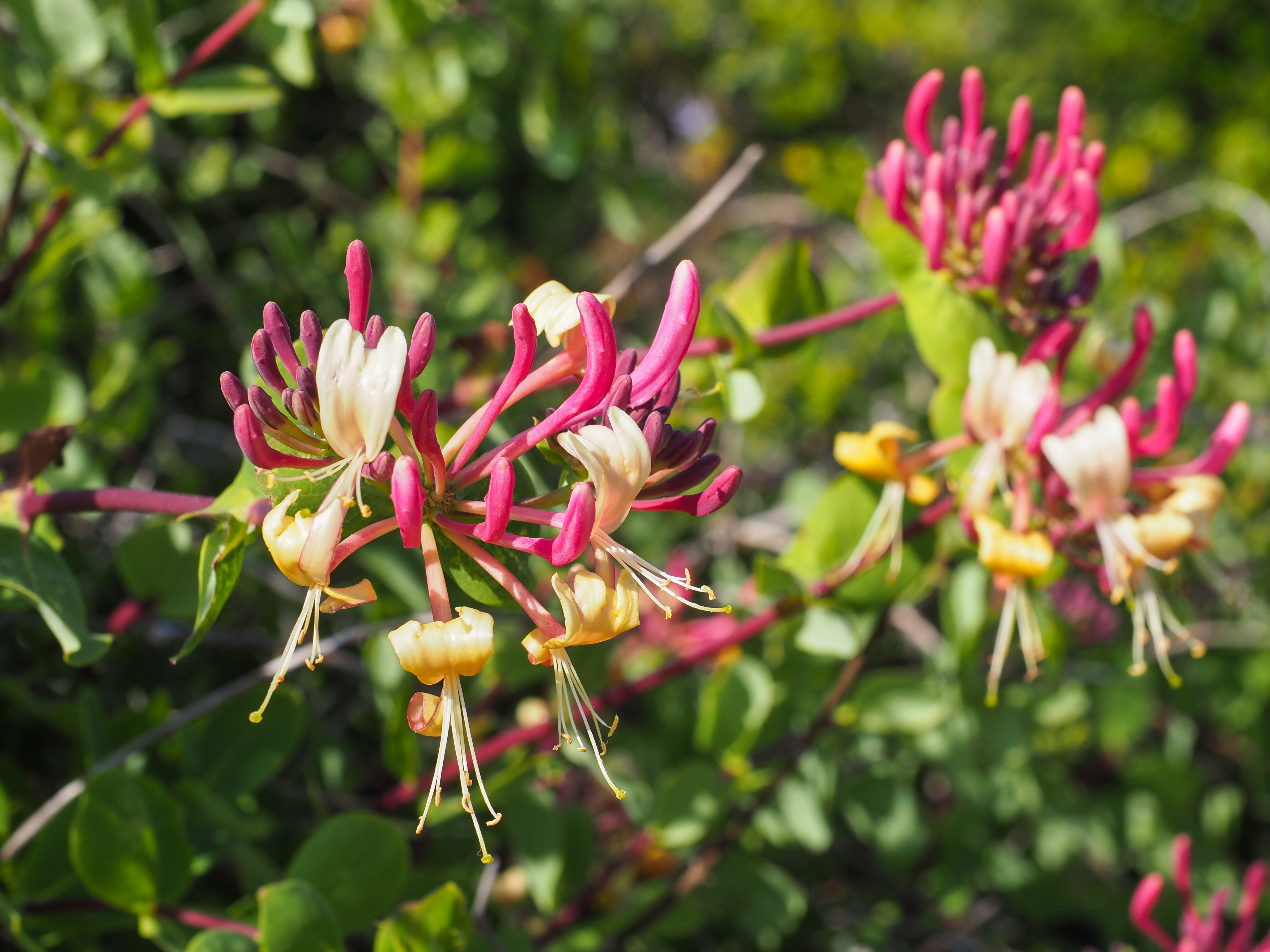 Lonicera Caprilia Ever