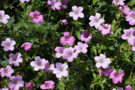 Geranium endressii