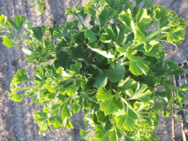 Japanse notenboom (Ginkgo biloba 'Mariken')