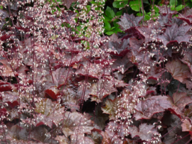 Heuchera mic. 'Palace Purple'  - Purperklokje