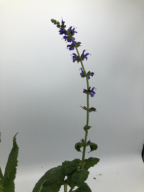 Salvia nemorosa 'Mainacht'