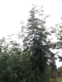 Sorbus aucuparia - Gewone lijsterbes