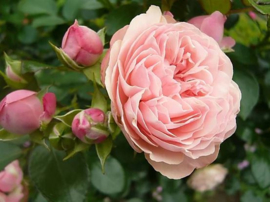 Rosa Pink Meilove stamroos stamhoogte 80-90 cm.