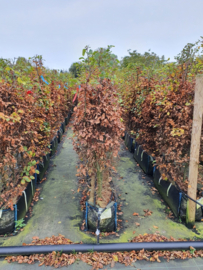 Fagus sylvatica kant en klaar haag 120-130 cm. elemeten van 1 mtr. groene beukenhaag