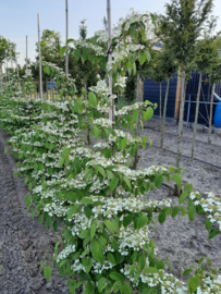 Viburnum plic. 'Kilimandjaro' -  Japanse Sneeuwbal