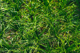 Carex morrowii 'Irish Green' - Zegge