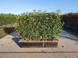 Prunus lus. ‘Angustifolia’ | kant en klaar haag Portugese laurier 70-90 cm.