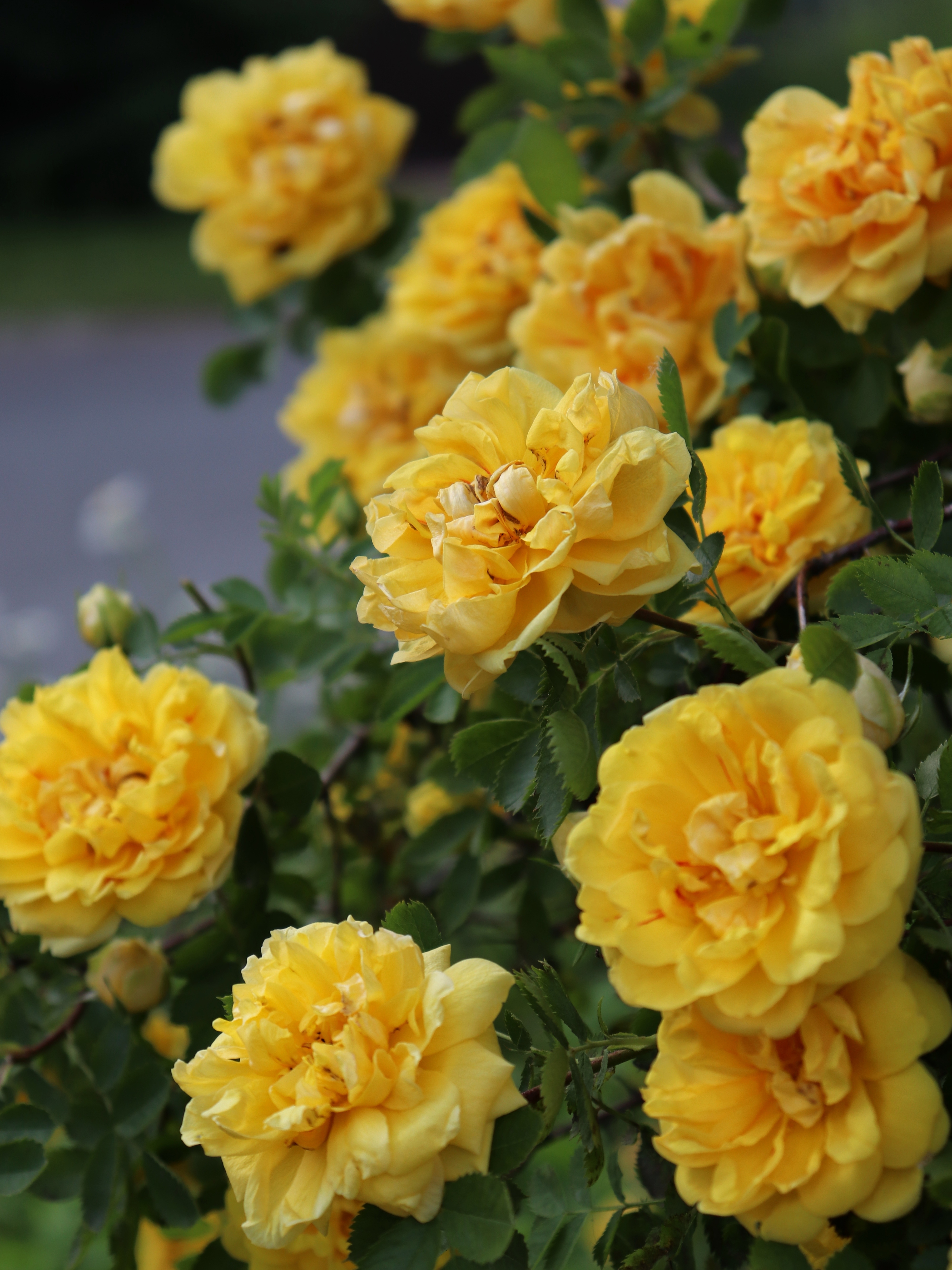 Rosa Friesia stamroos