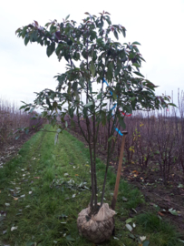 Cornus alternifoloia - meerstammig kornoelje