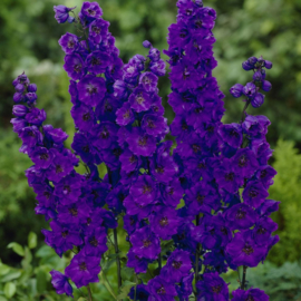 Delphinium (P) 'Black Knight'